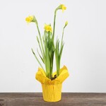 Daffodil, Dwarf 4 in