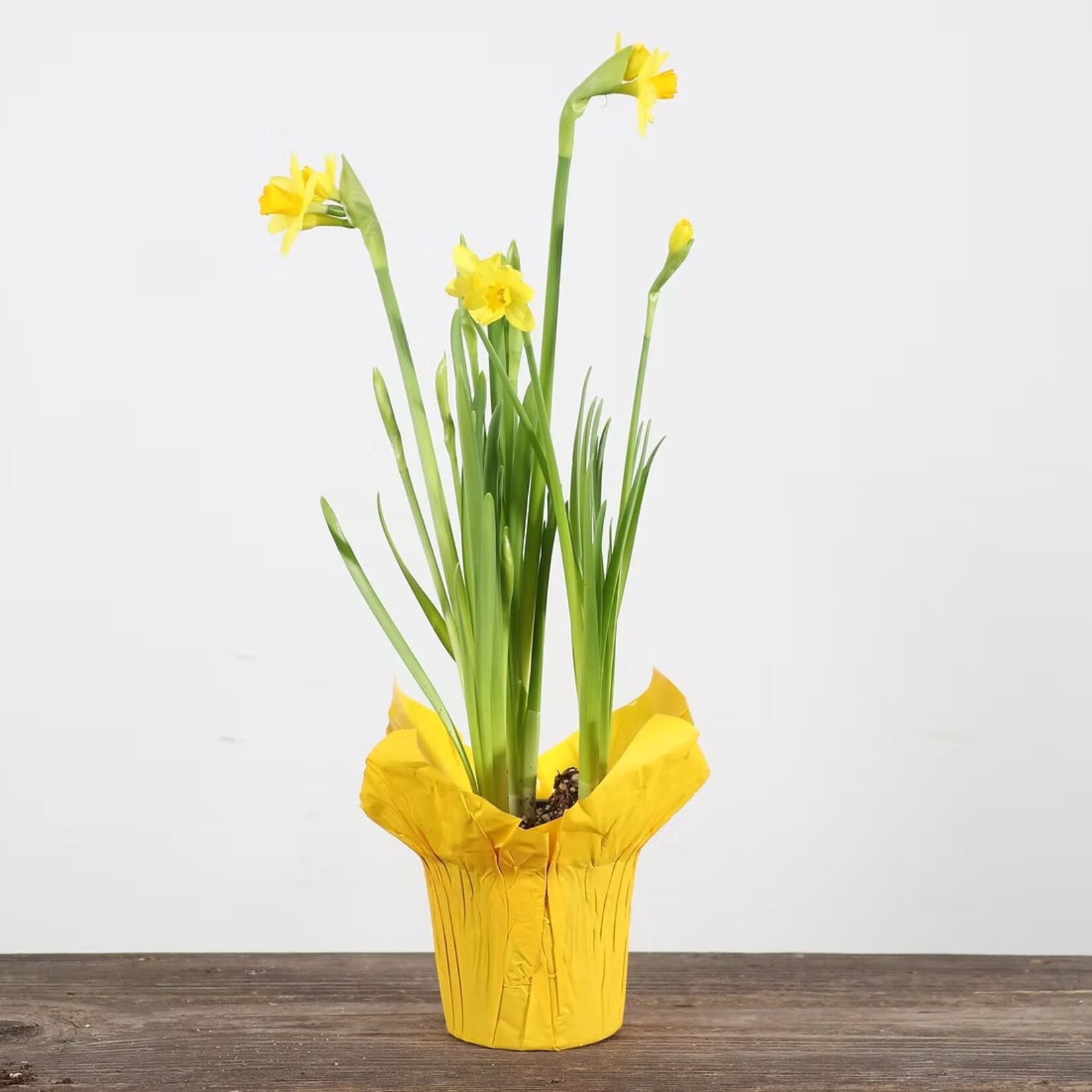 Daffodil, Dwarf 4 in