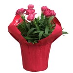 Carnation, 4 in