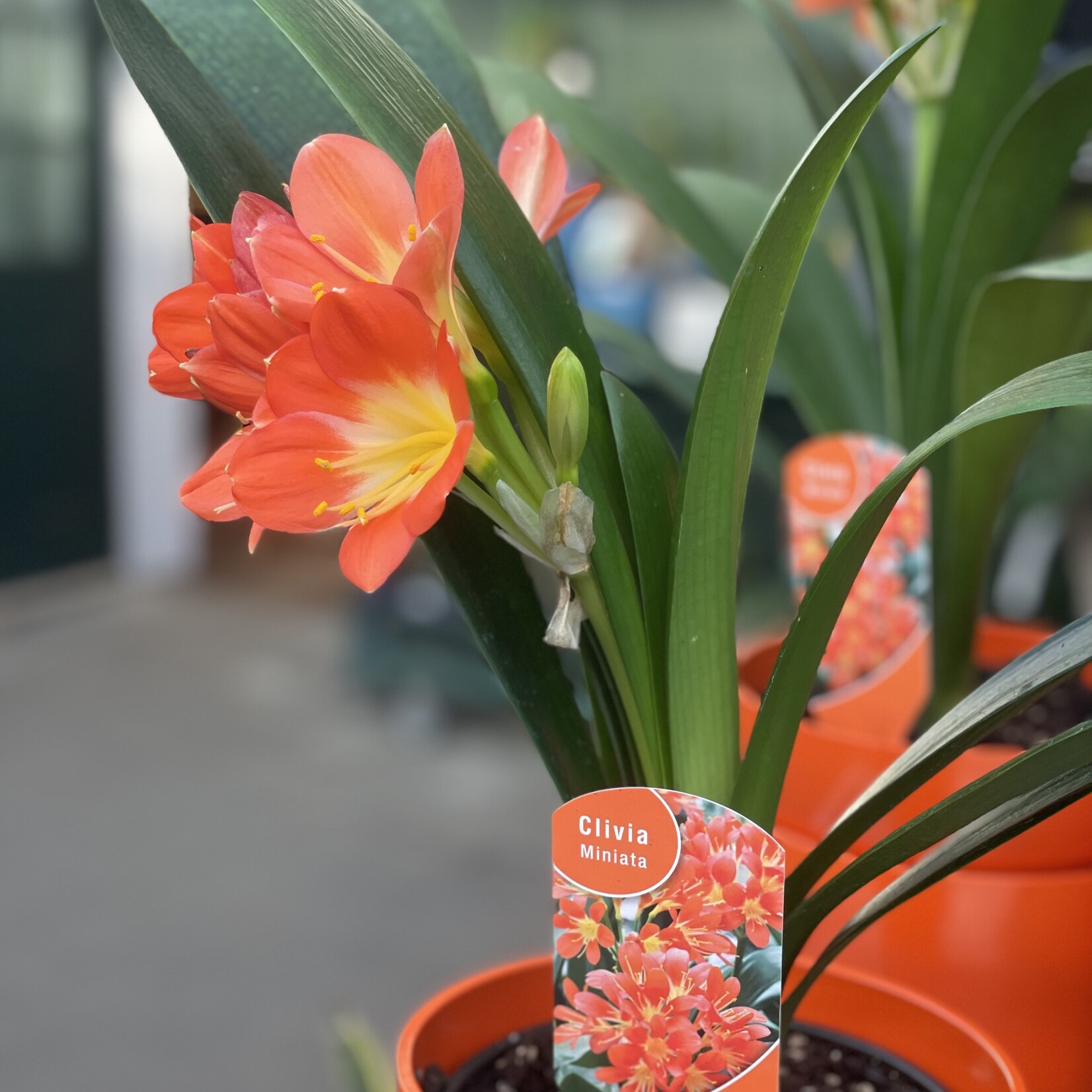 Clivia, 6 in
