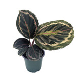 Calathea, Medallion 4 in