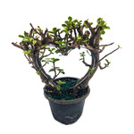 Jade, Bonsai Heart 4 in