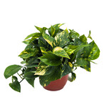 Pothos, Hawaiian 8 in HB