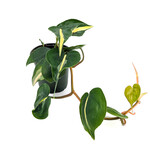 Philodendron, Hederaceum Silver Stripe 4 in