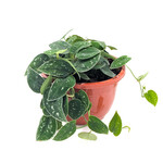 Pothos, Satin 8 in HB
