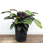 Calathea, Medallion 10 in