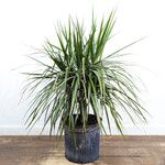 Dracaena, Dragon Tree 3G