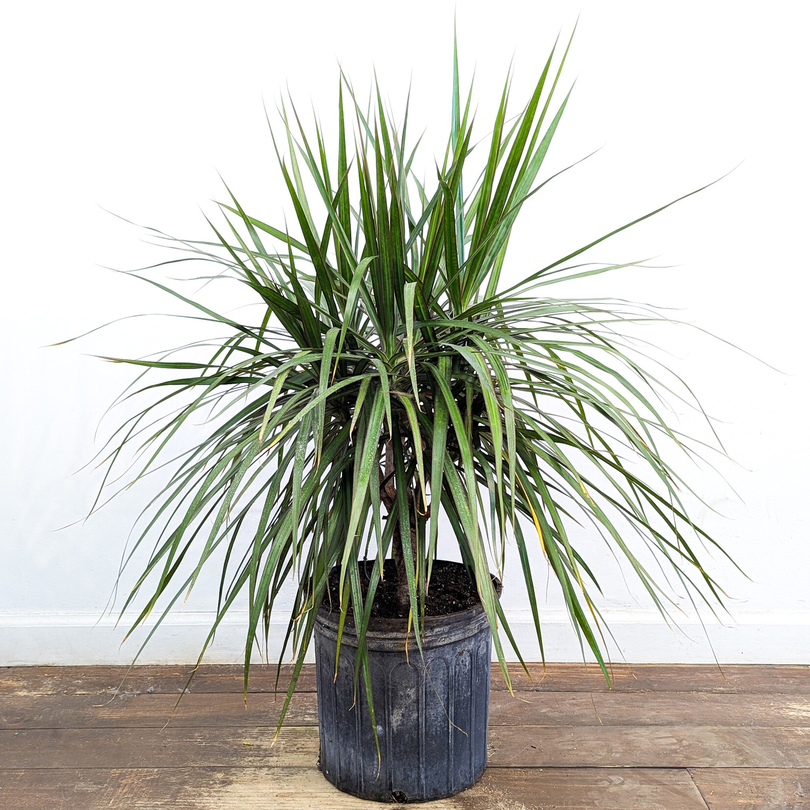 Dracaena, Dragon Tree 3G