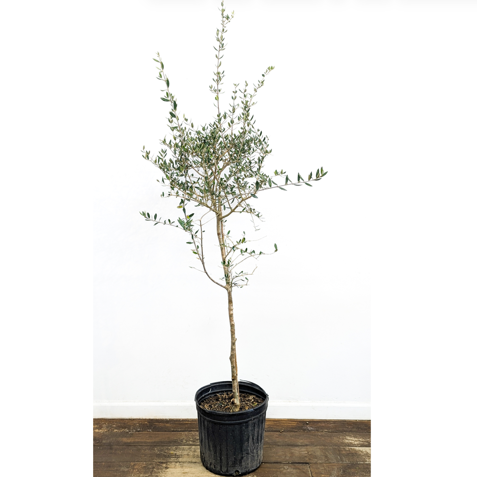 Olive, 12in