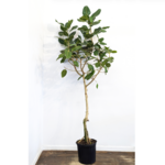 Ficus, Audrey Standard 12 in