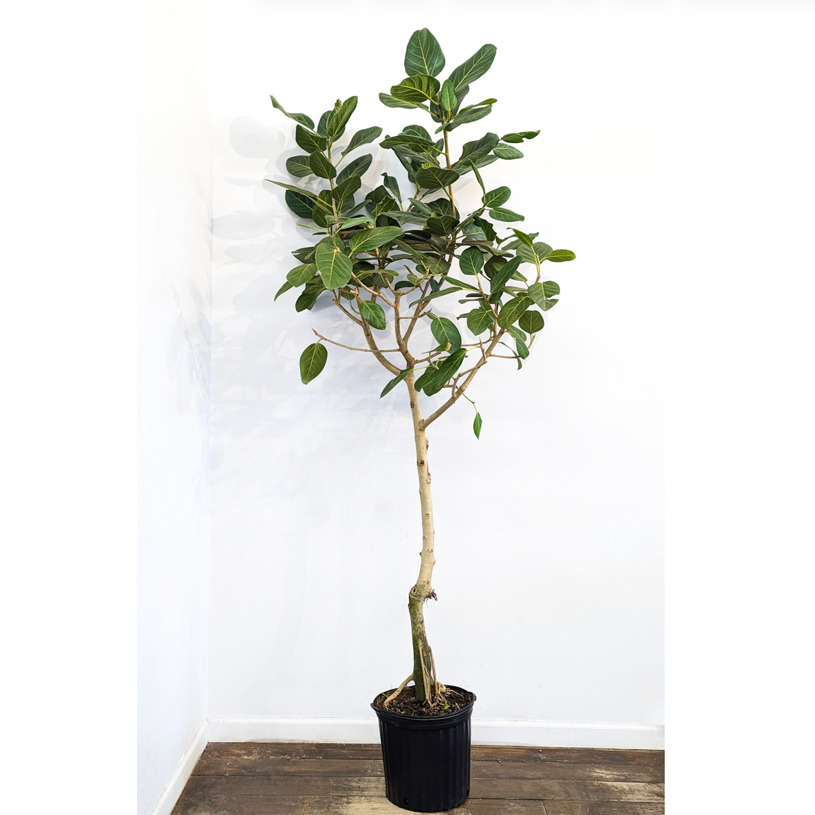 Ficus, Audrey Standard 12 in