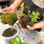 Workshop, Blooming Kokedama Mar 12 2026 6:30PM