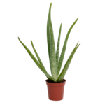 Aloe, 4 in