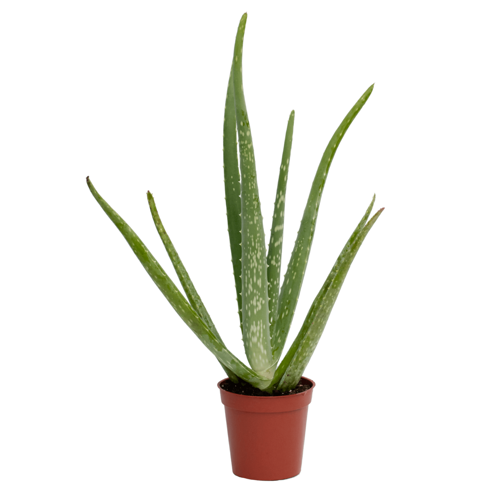 Aloe, 4 in