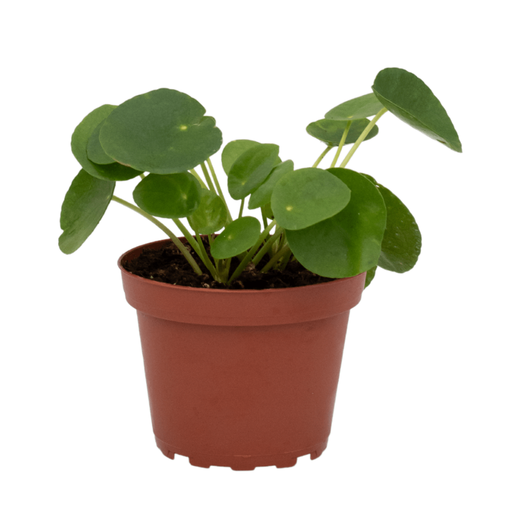 Peperomia, Peperomioides 4 in