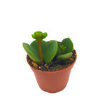 Peperomia, Hope 2 in