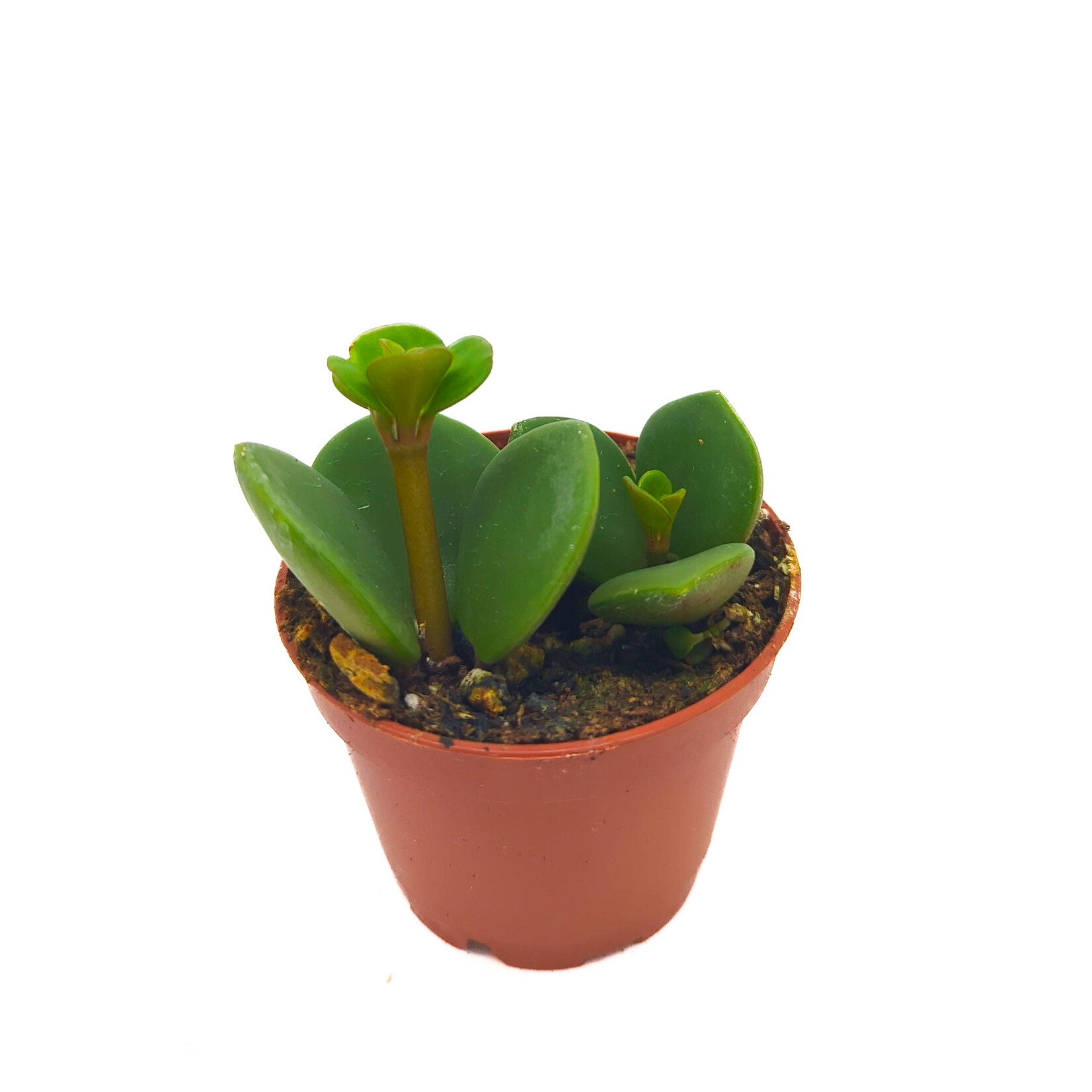 Peperomia, Hope 2 in
