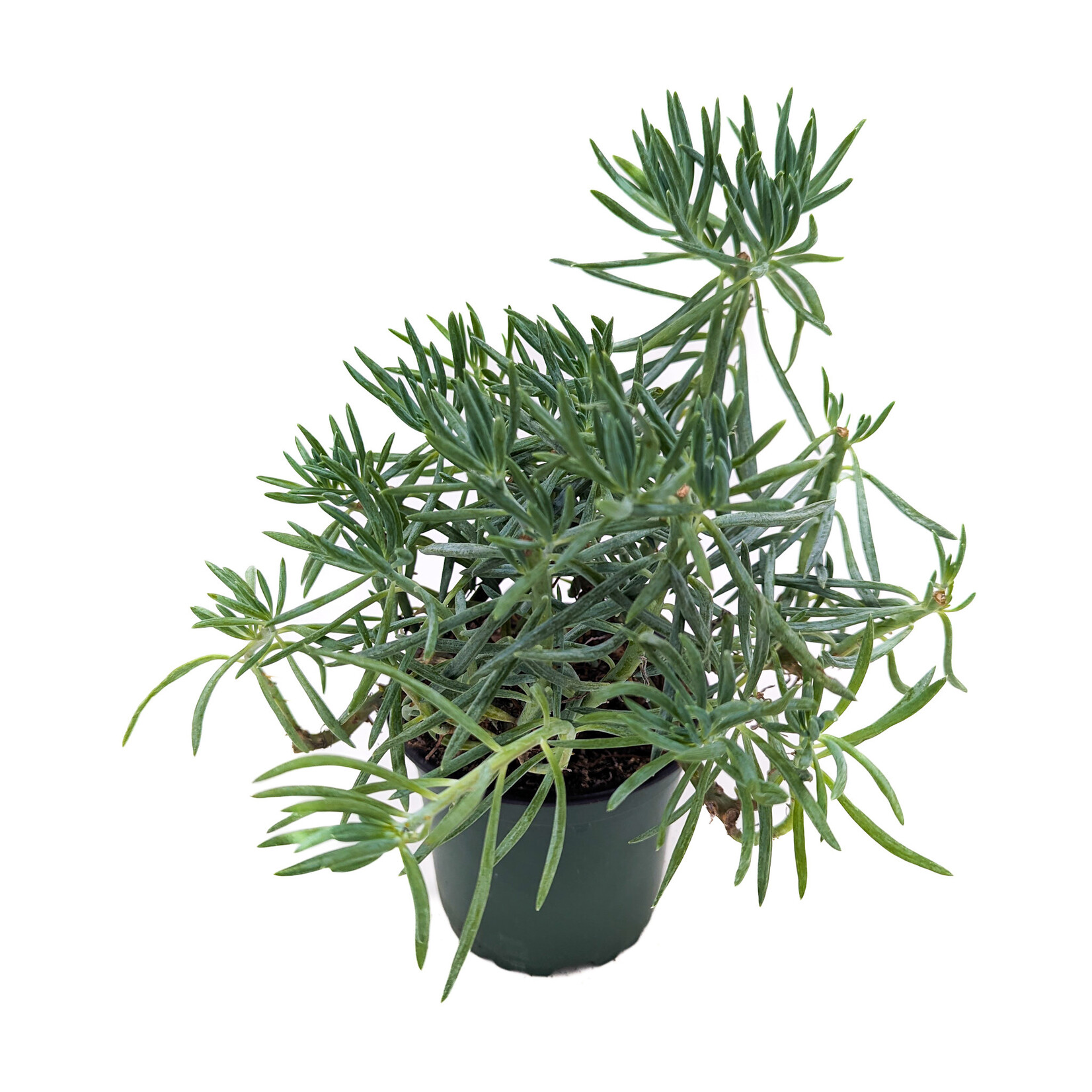 Curio, Kilimanjaro 4 in