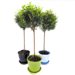 Arrangement, Myrtle Topiary 5in