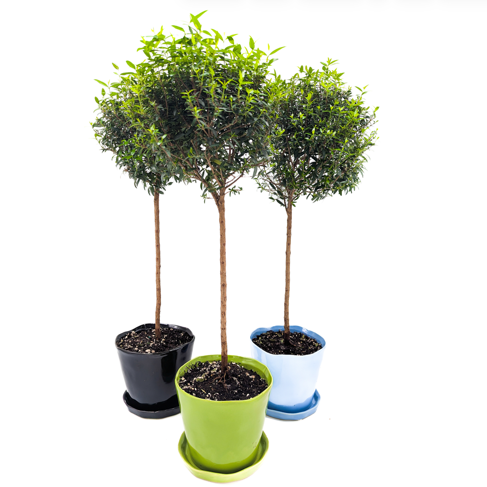 Arrangement, Myrtle Topiary 5in