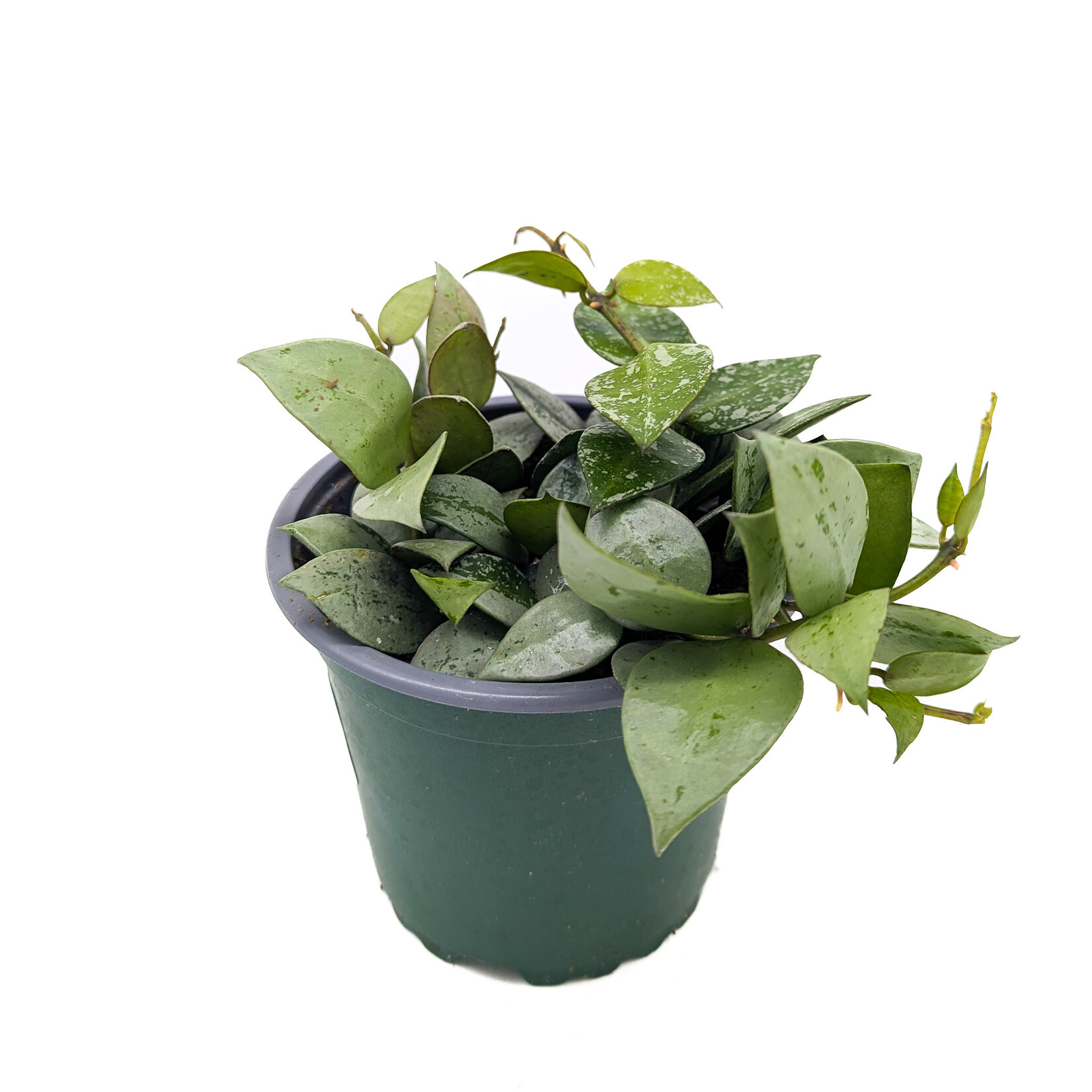 Hoya, Khroniana Silver 4 in