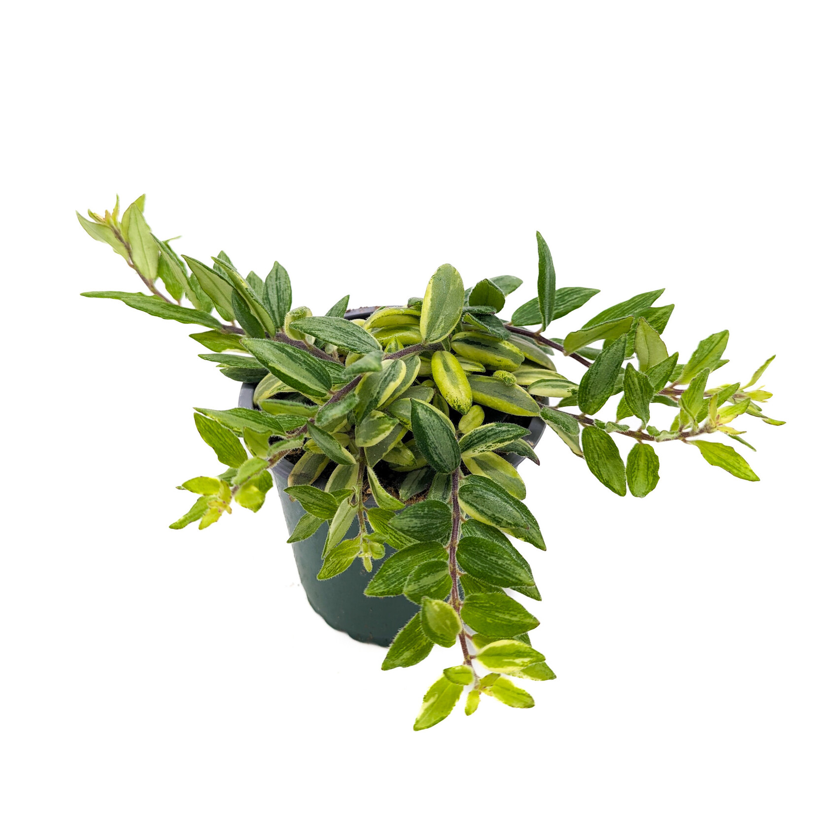 Lipstick, Bolero Bicolor 4 in