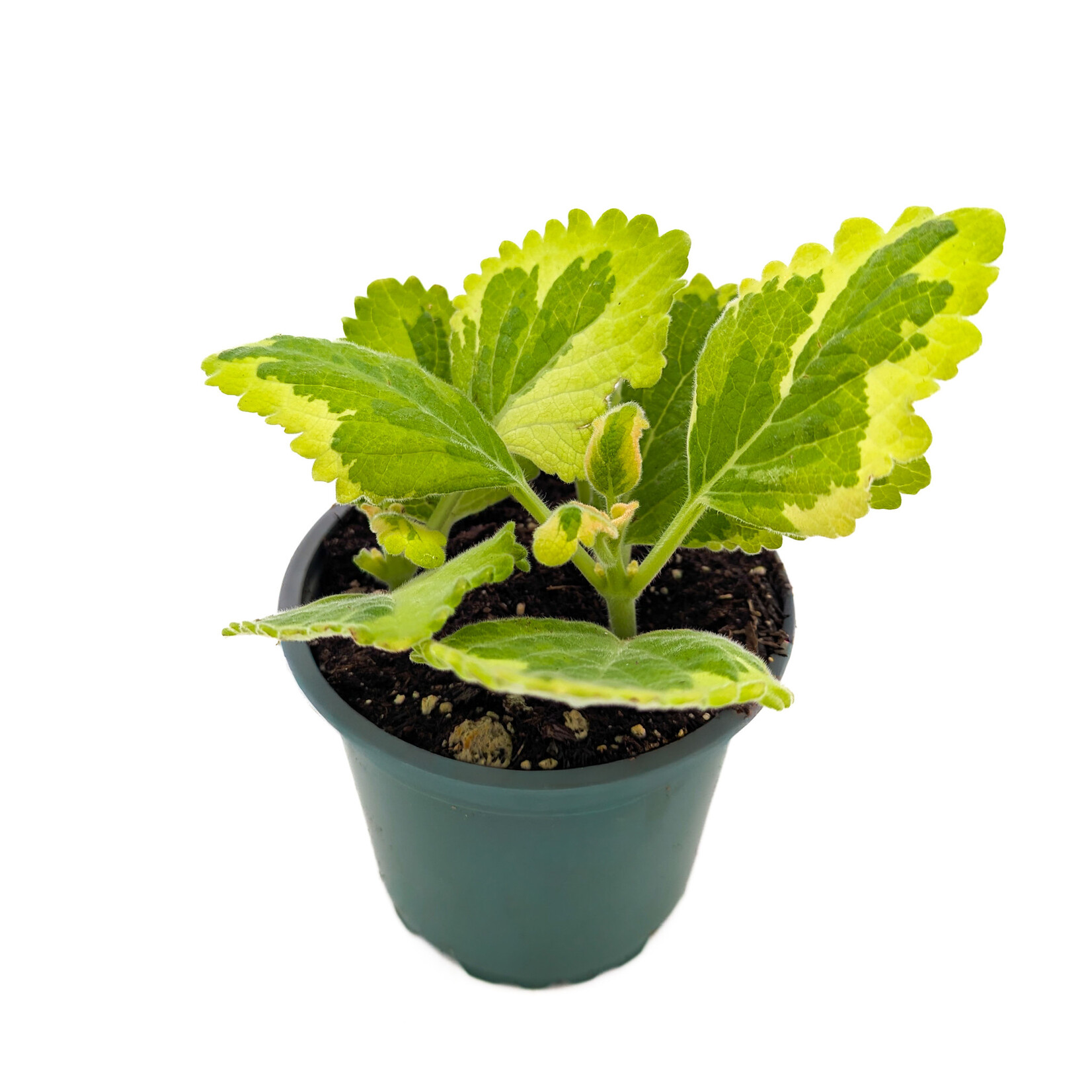 Plectranthus, Lemon Twist 4 in