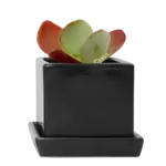 Pot, Cube w/s Black 3 in