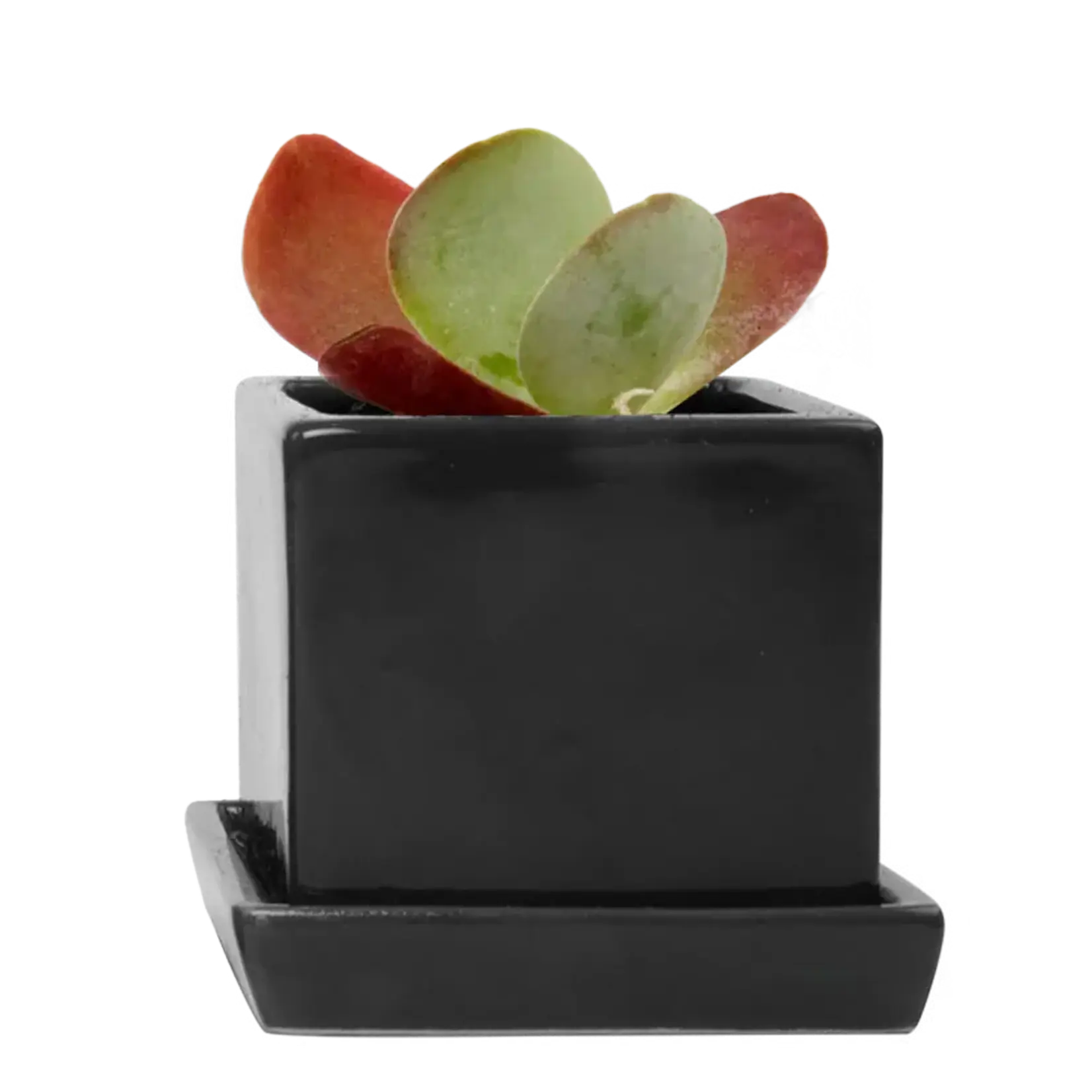 Pot, Cube w/s Black 3 in