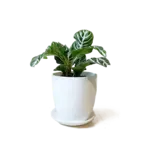 Pot, Dyad Ceramic Matte White w/s 6 in