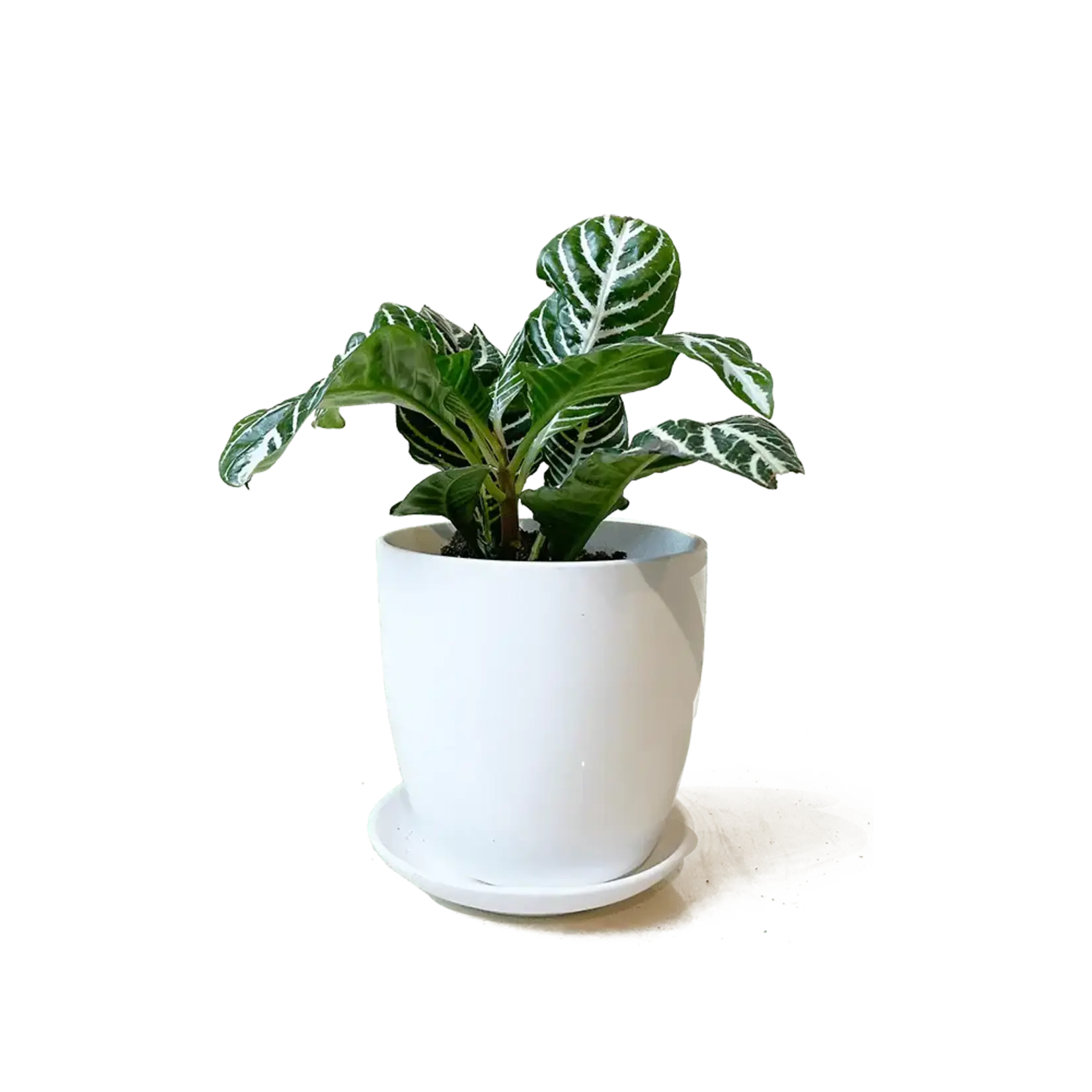 Pot, Dyad Ceramic Matte White w/s 6 in