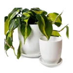 Pot, Dyad Ceramic Matte White w/s 8 in