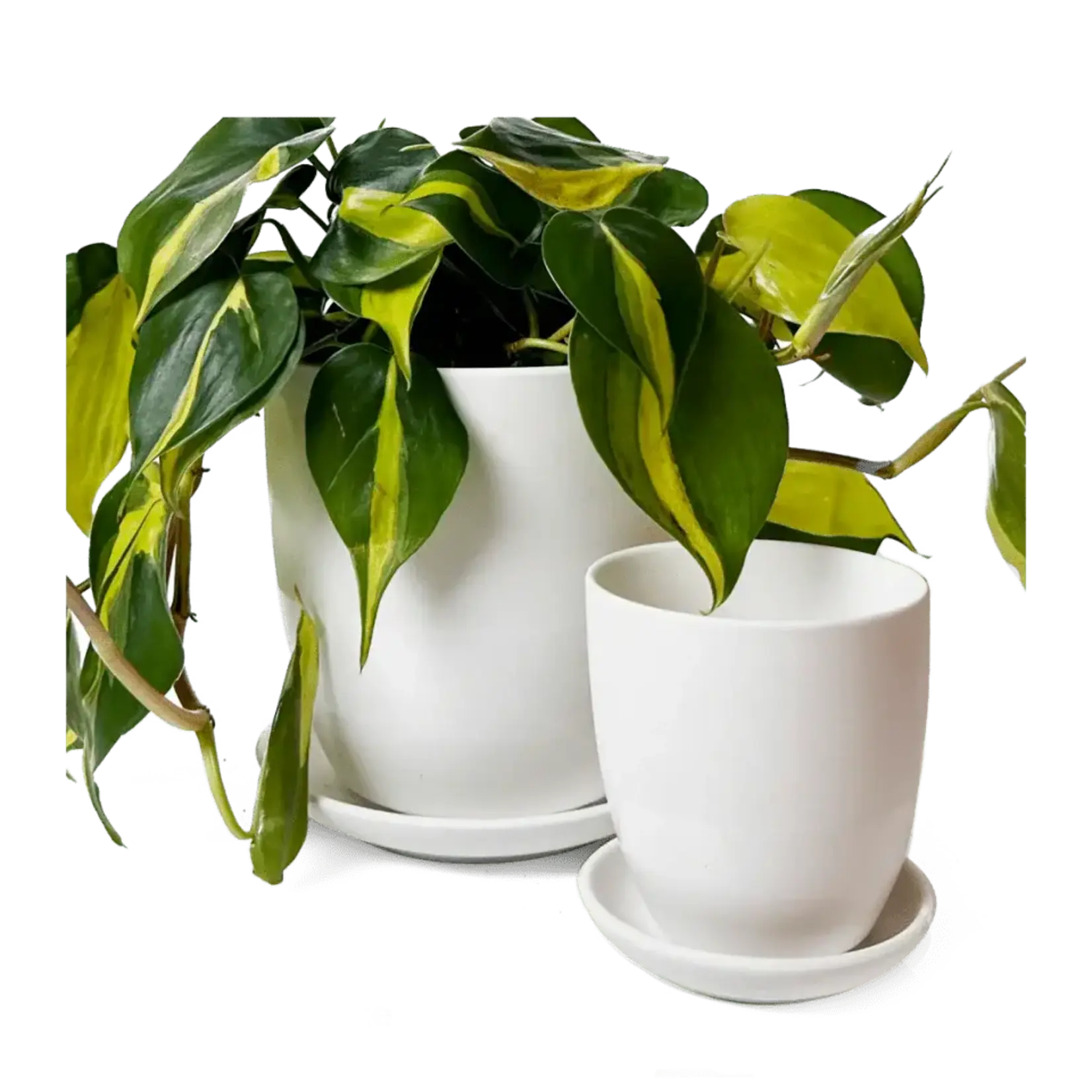 Pot, Dyad Ceramic Matte White w/s 8 in