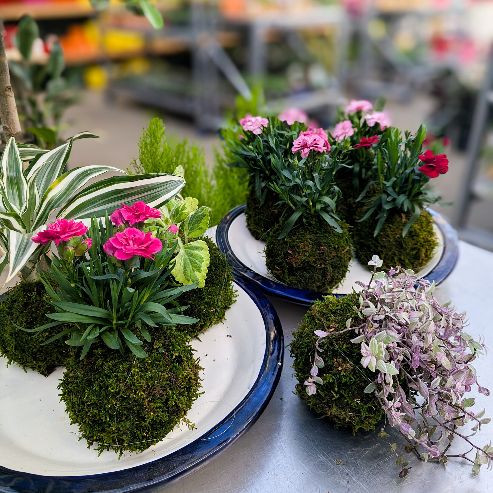 Workshop, Blooming Kokedama Mar 19 2026 6:30PM