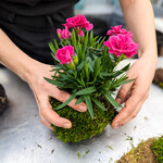Workshop, Blooming Kokedama Mar 19 2026 6:30PM