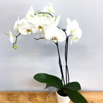 Phalaenopsis, Double White 5 in
