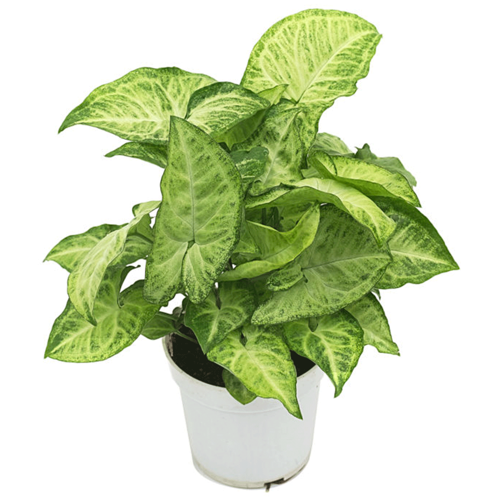 Nephthytis, Butterfly White 6 in