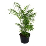 Palm, Neanthe Bella 6 in