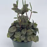 Peperomia, Piccolo Banda 4 in