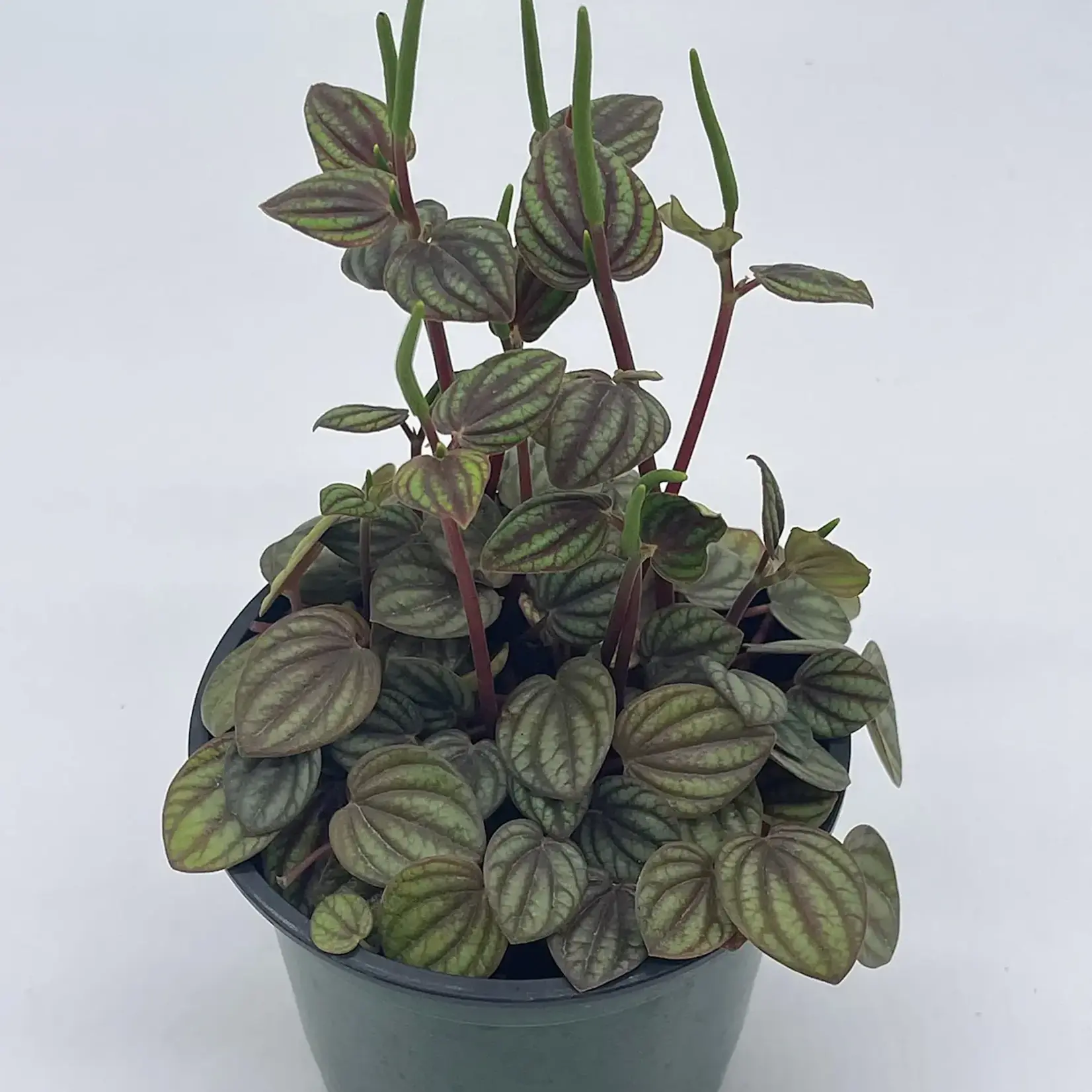 Peperomia, Piccolo Banda 4 in