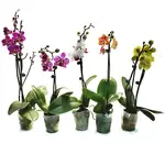 Phalaenopsis, Waterfall 3.5 in