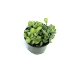 Cotyledon, Bear Paw 4 in