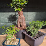 Workshop, Intro to Bonsai April 16 2026 6:30PM