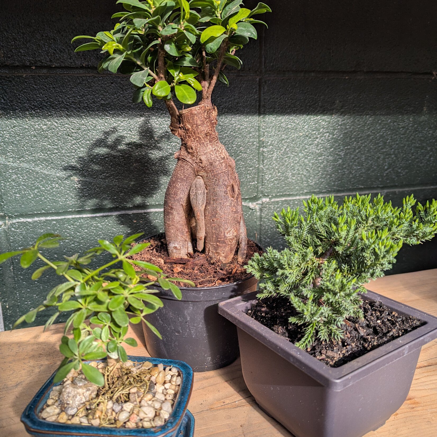 Workshop, Intro to Bonsai April 16 2026 6:30PM
