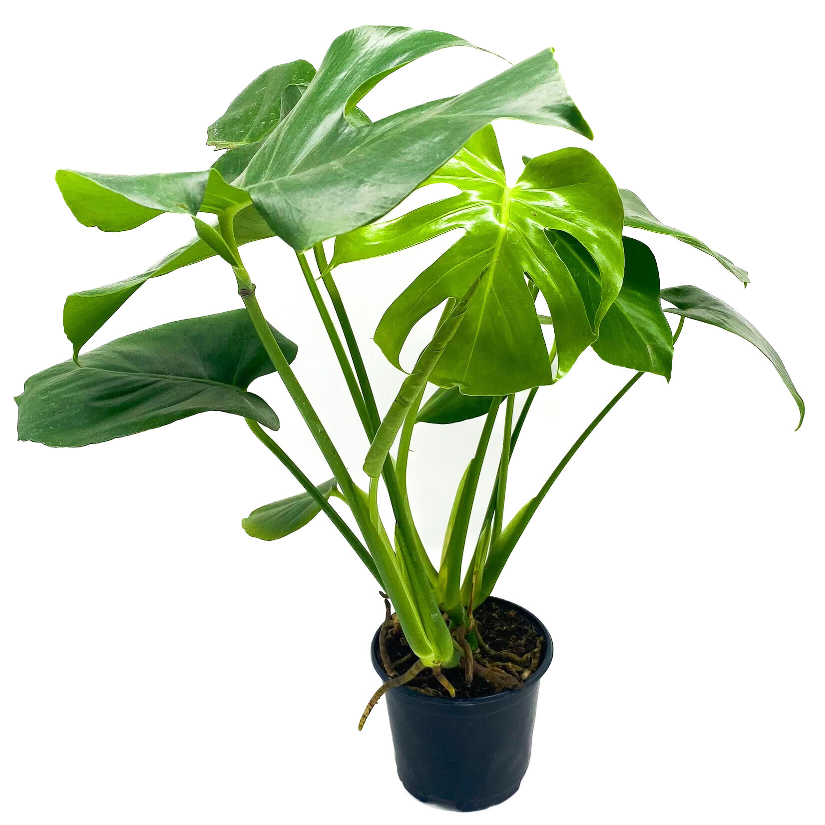 Monstera, Deliciosa 6 in