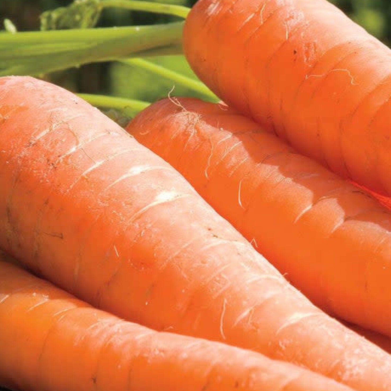 Seeds, Carrot, Yaya F1 Coated Organic (West Coast Seeds)