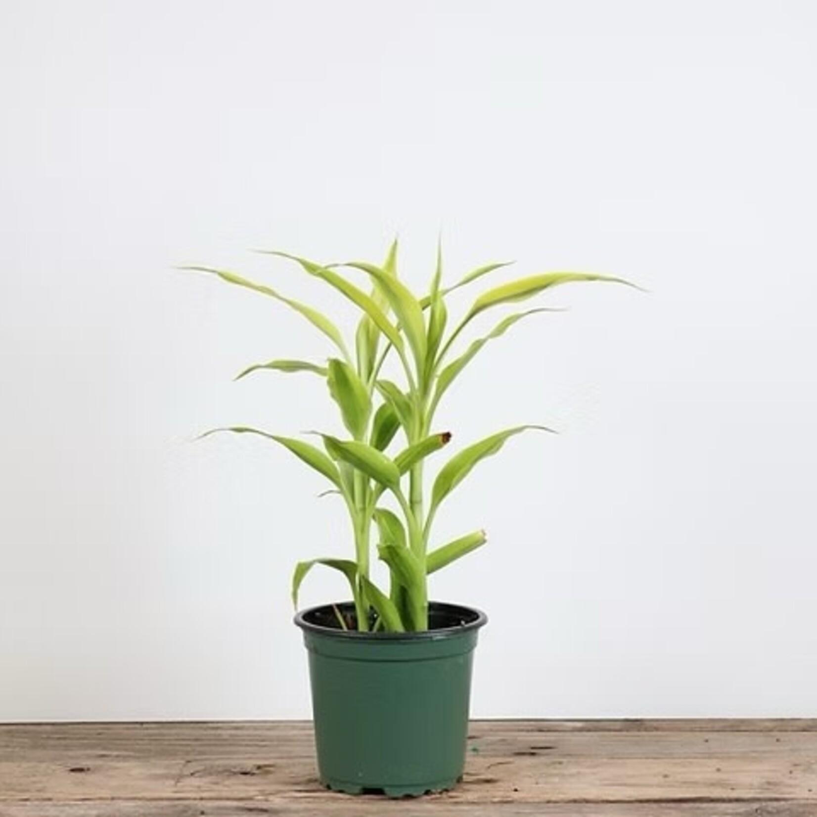 Dracaena Golden Ribbon, 4 in