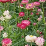 Seeds, Strawflower Silvery Rose (West Coast Seeds)