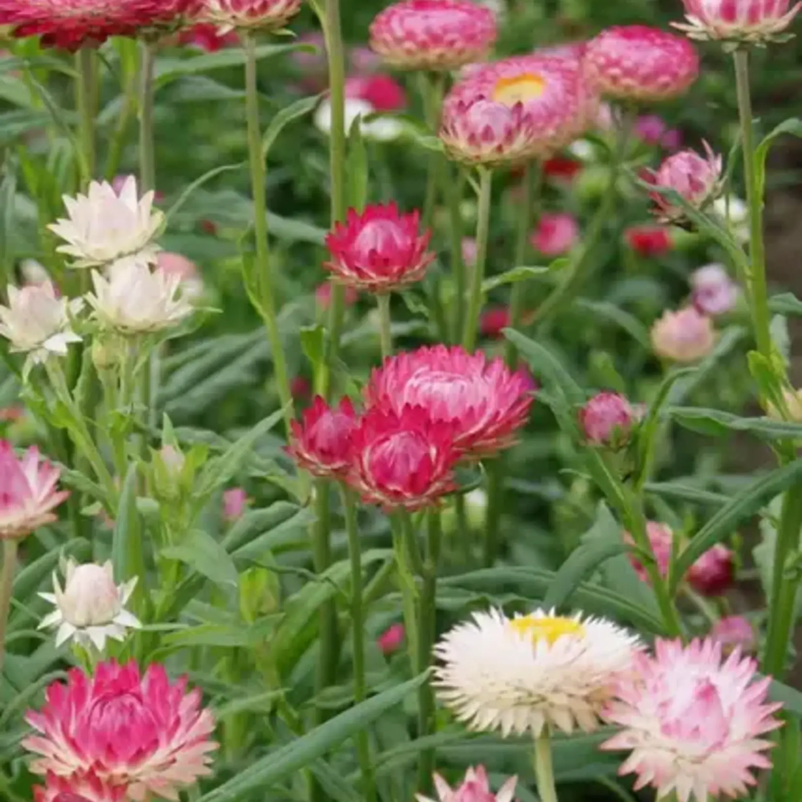 Seeds, Strawflower Silvery Rose (West Coast Seeds)