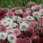 Seeds, Cornflower Classic Romantic (West Coast Seeds)